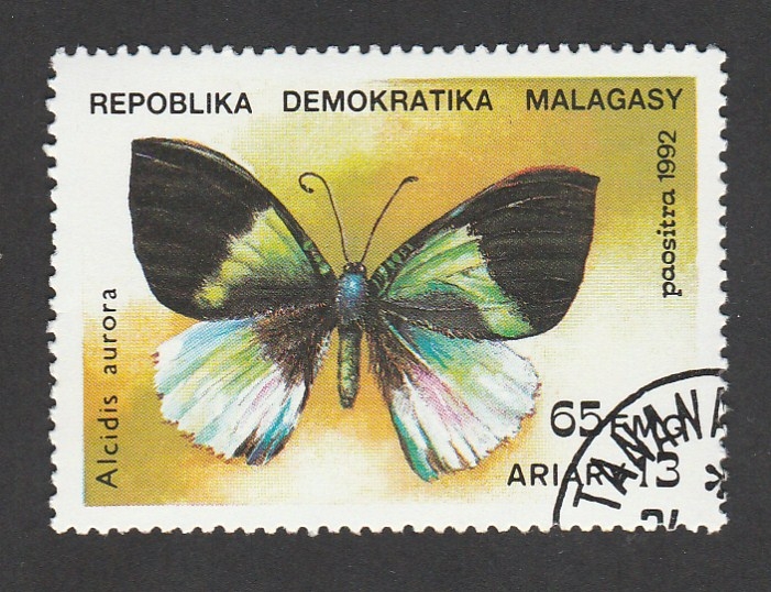 Alcidis aurora
