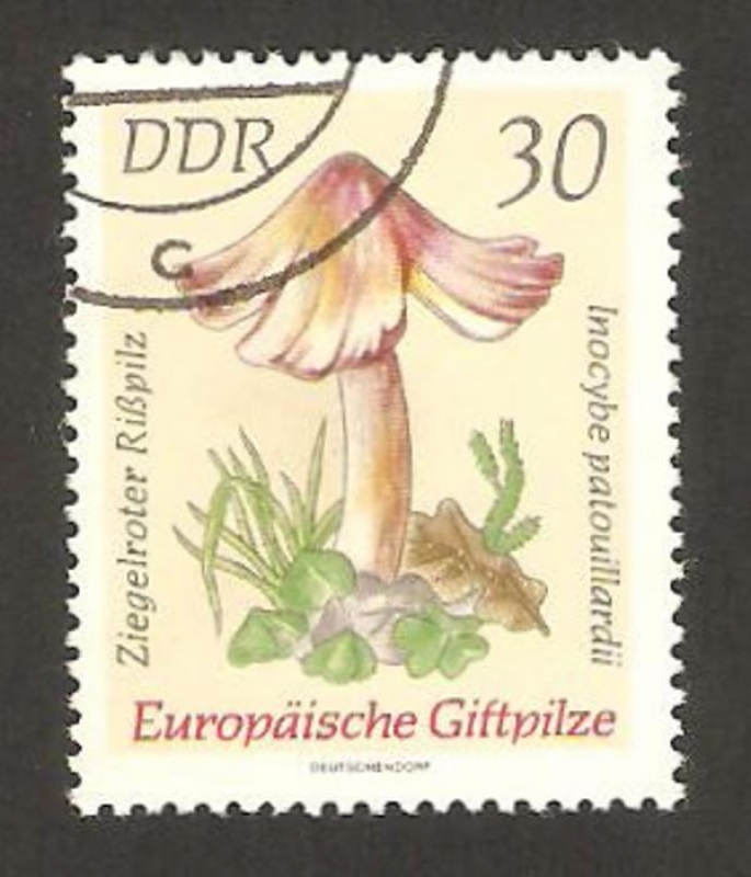 1618 - champiñon, inocybe patouillardii