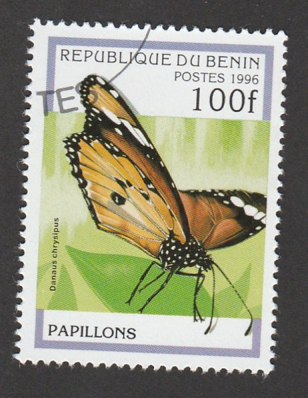 Danaus Chrysipus