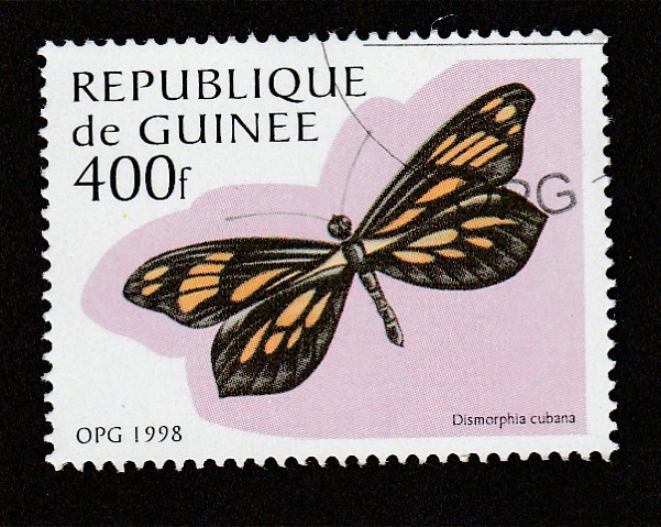 Dismorphia cubana