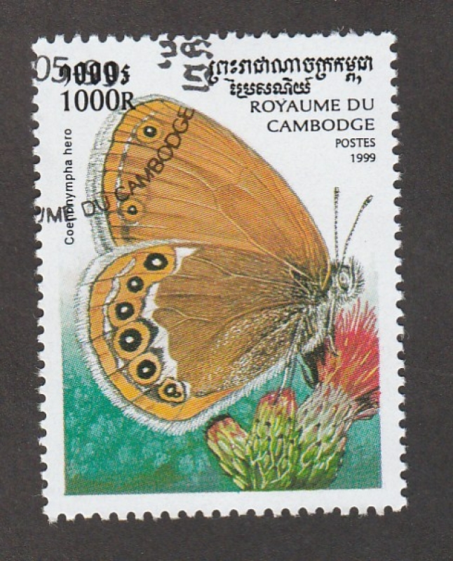 Coenonympha hero