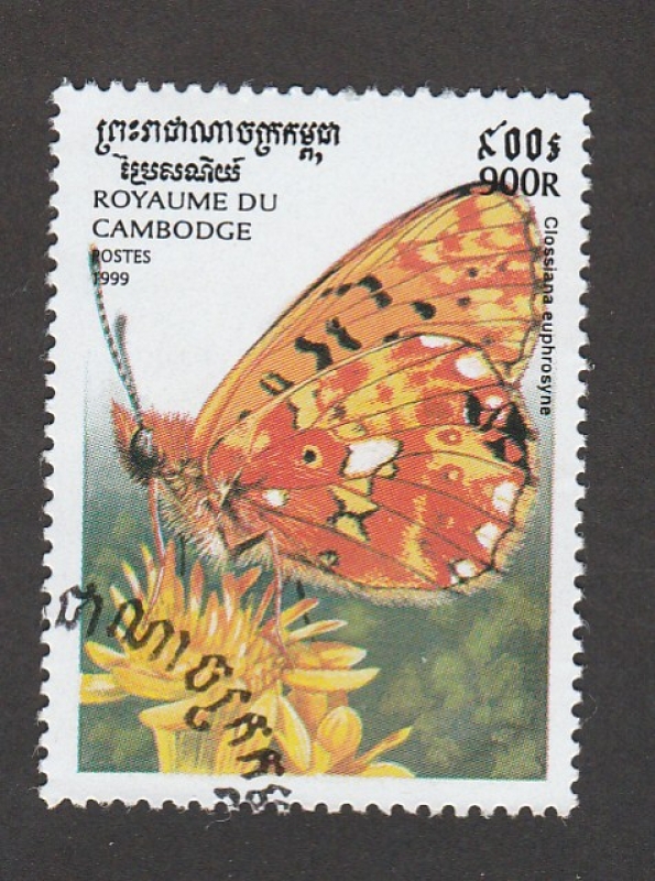 Clossiana euphrosyne