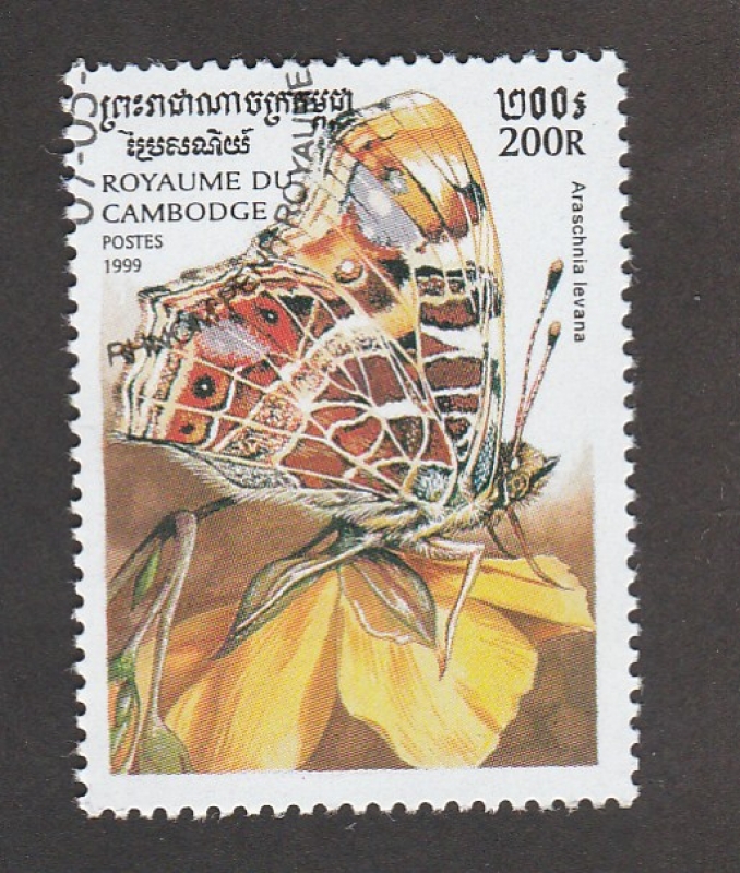 Araschinia levana