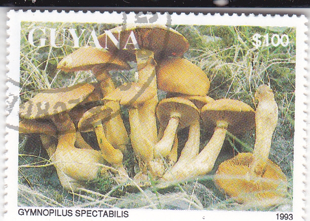 SETAS- GYMNOPILUS SPECTABILIS