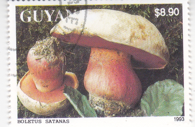 SETAS- BOLETUS SATANAS 