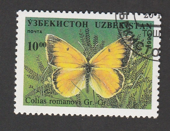 Colias romano