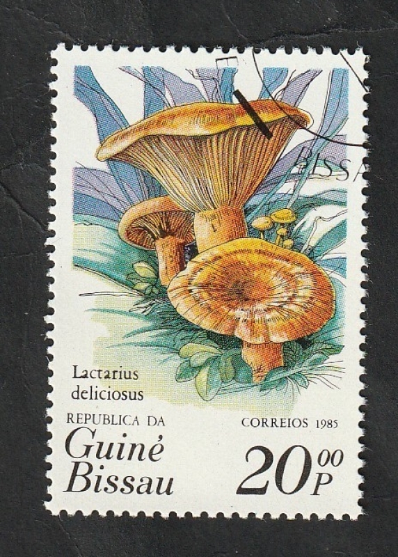347 - Champiñón, Lactarius deliciosus