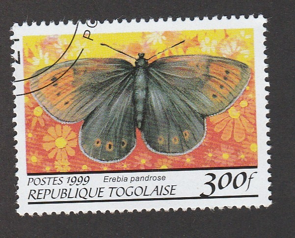 Erebia pandros