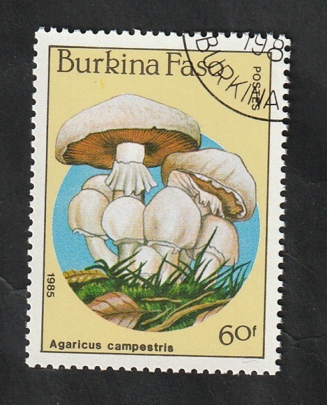 679 - Champiñón, Agaricus campestris