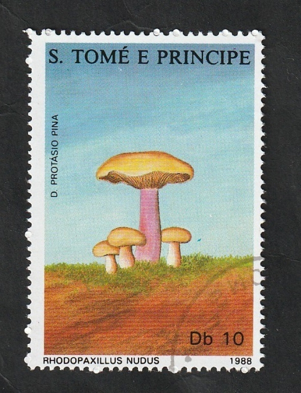 899 - Champiñón, Rhodopaxillus nudus
