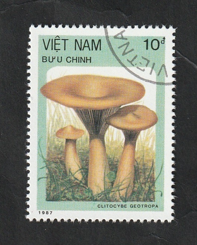 849 - Champiñón, Clitocybe geotropa