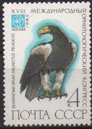 AVES.  HALIAEETUS  PELAGISUS.