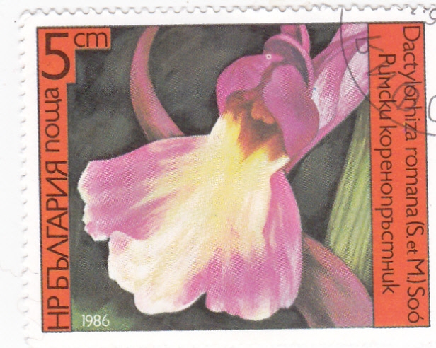 FLORES-
