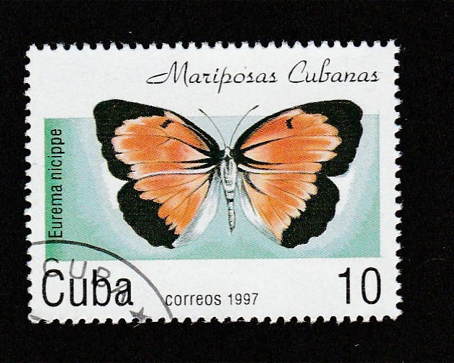 Eurema nicippe