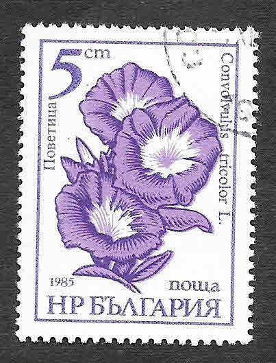 3107 - Flores