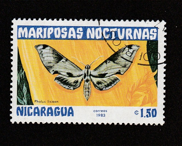 Pholus licaon