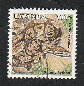 1232 - Reptil, Python regius
