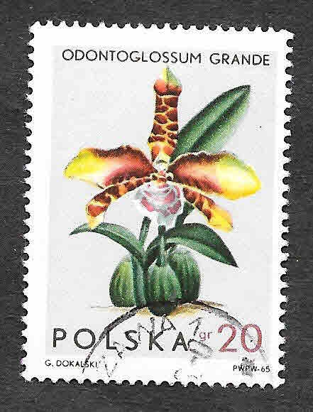 1346 - Orquídeas