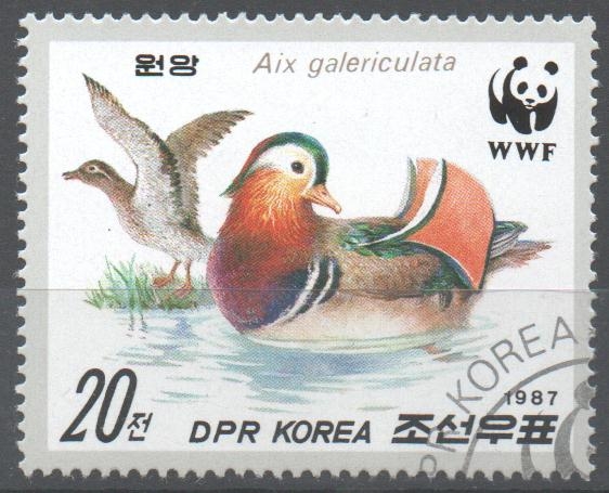 PATO  MANDARÍN  EN  LA  ORILLA  Y  EN  EL  AGUA
