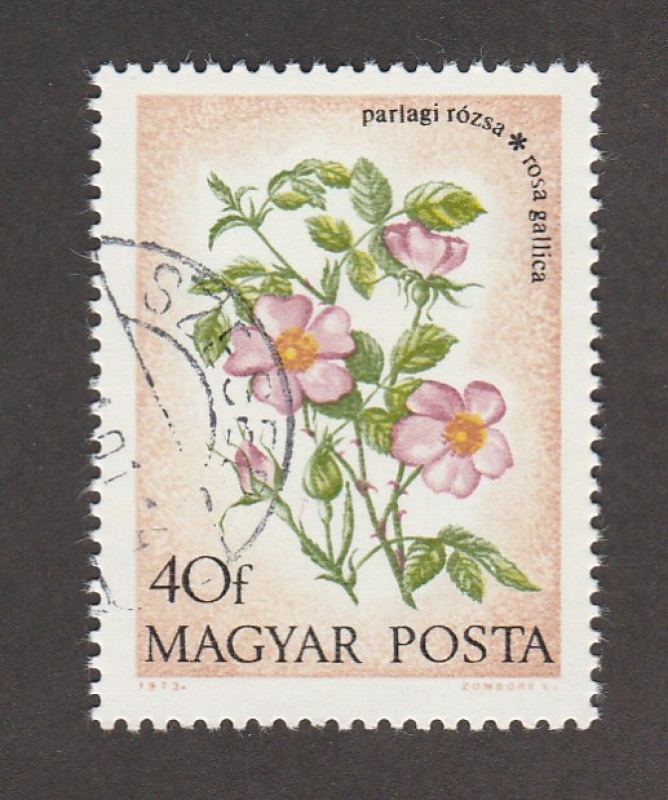 Rosa gallica