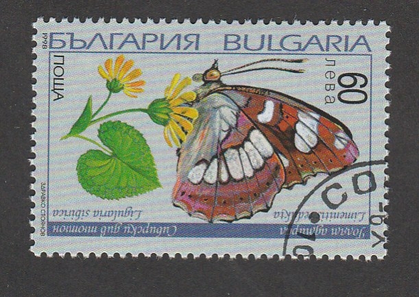 Limenitis redukta