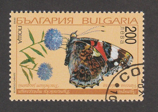 Vanessa atalanta