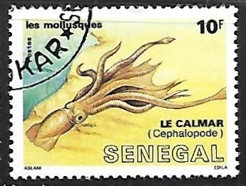 Calamar