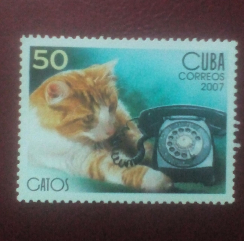 Gatos
