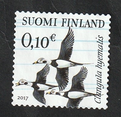 2467 - Glangula hyemalis