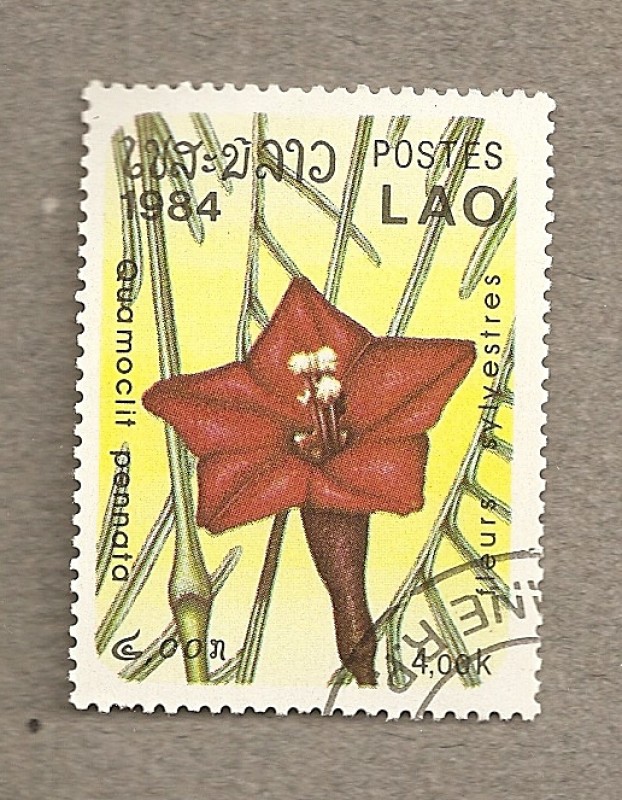 Flores silvestres