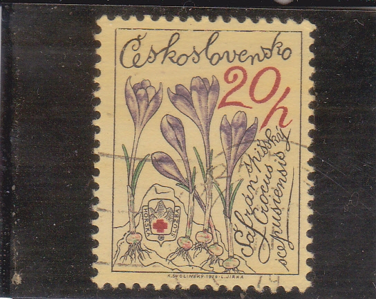 FLORES-