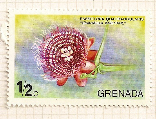 Flores de Grenada- Passiforia Quadrangularis.