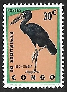 African Openbill