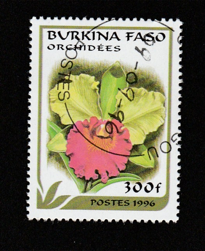 Orquideas