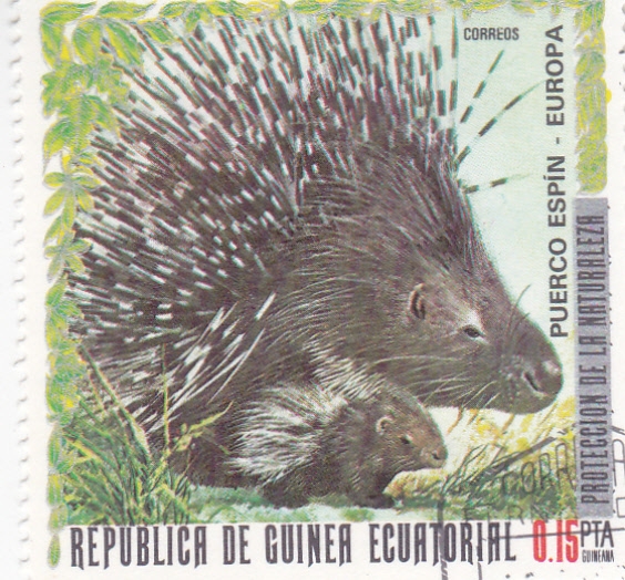 PUERCO ESPÍN 