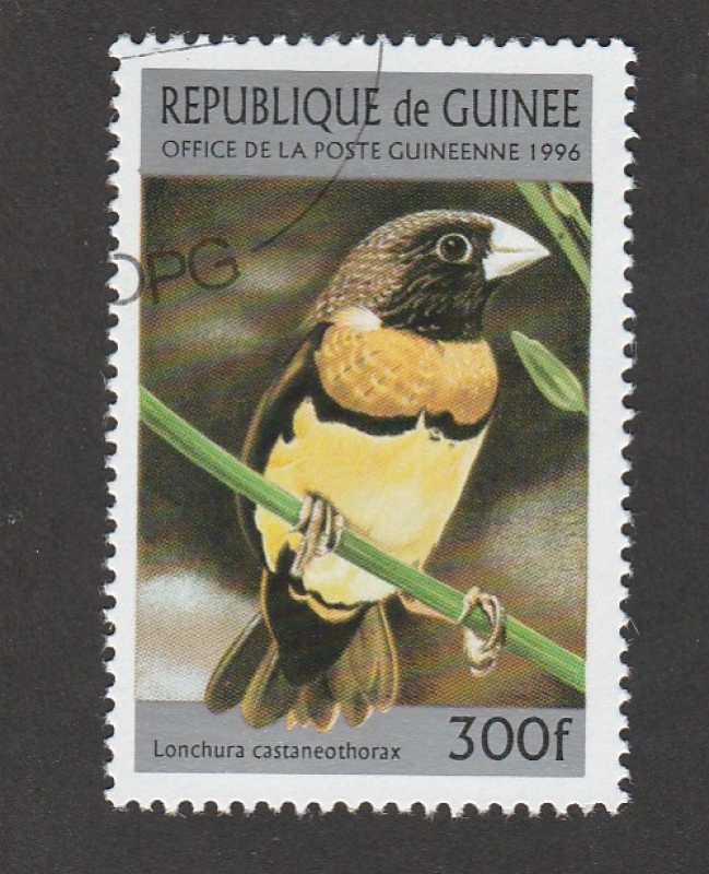 Lonchura casteneothorax