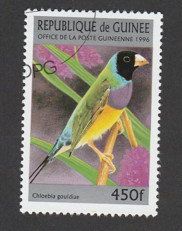 Chloebia gouldiae