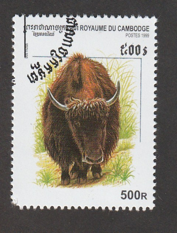 Yak
