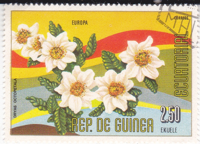 FLORES-