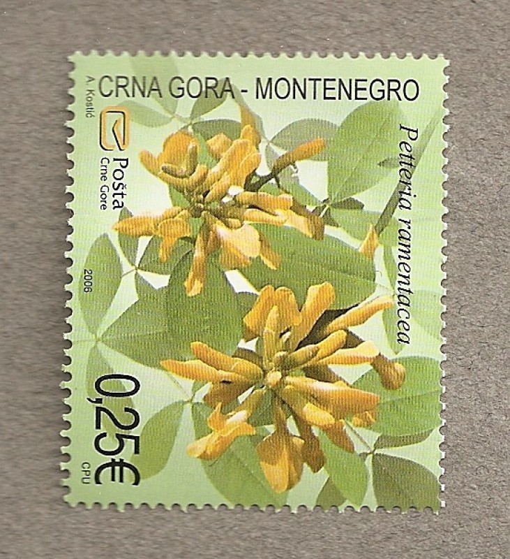 Petteria ramentosa