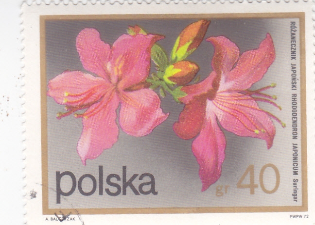 FLORES-