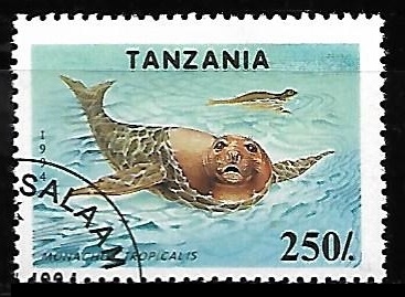 Focas - Caribbean Monk Seal