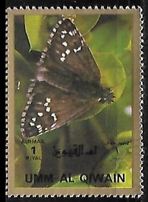 Mariposas - large format