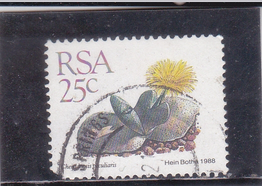  Cheiridopsis peculiaris