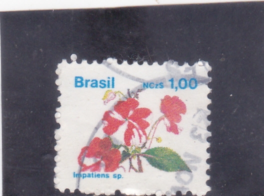 flores- impatiens