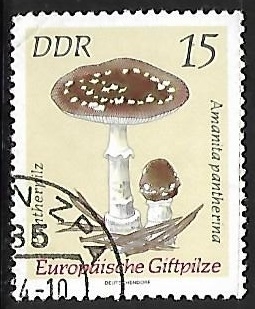 Setas - Amanita pantherina