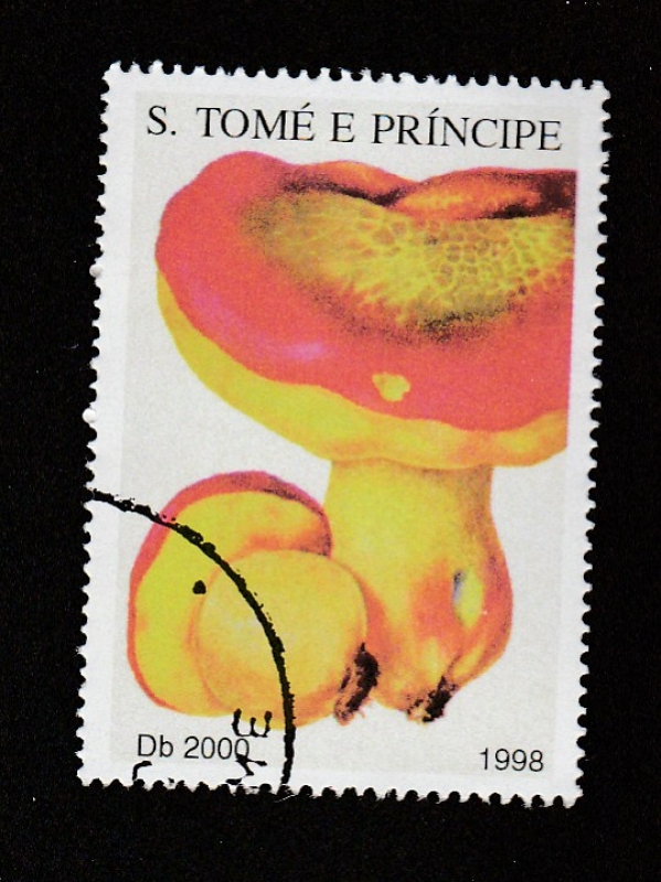 Boletus pinicola