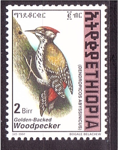 Pajaro carpintero