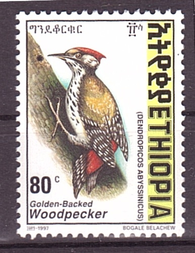 Pajaro carpintero