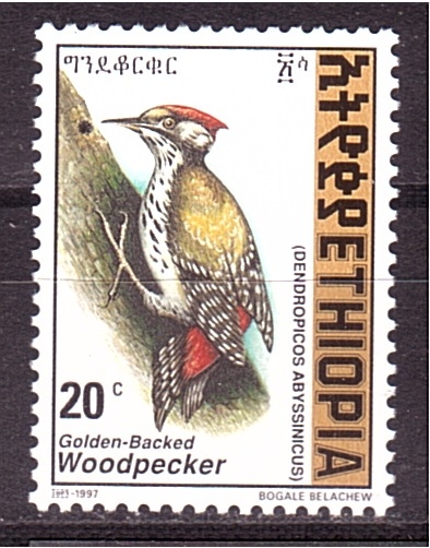 Pajaro carpintero